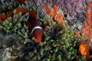 North Sulawesi-2018-DSC03466_rc- Spinecheek Anemonefish - Poisson clown a joues epineuses - Premnas biaculeatus